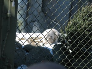 February 2012 ZOO 005 (2)