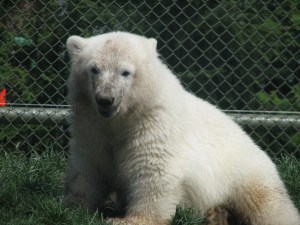 May 2012 ZOO 015 (2)