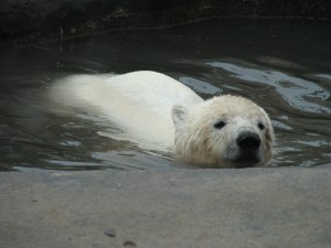 May 2012 ZOO 186 (2)