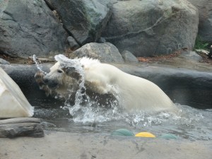 May 2012 ZOO 310 (2)