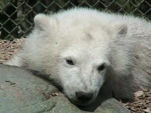 Zoo March 2012 121 (2)
