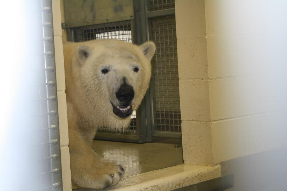 Fresh off his flight, Hudson arrives in Winnipeg, January 2013