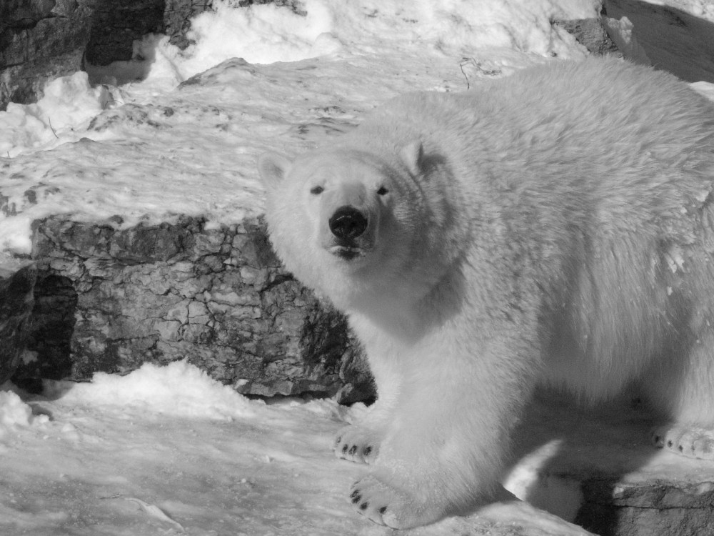 Hudson's Last Day January 2013 011 (2)