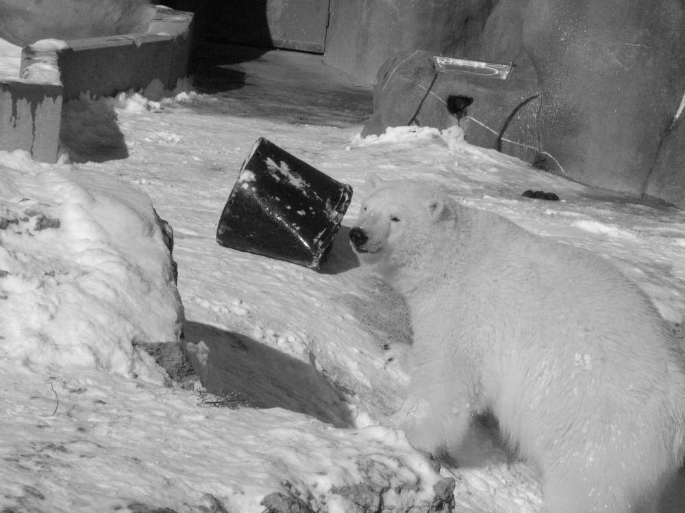 Hudson's Last Day January 2013 032 (2)