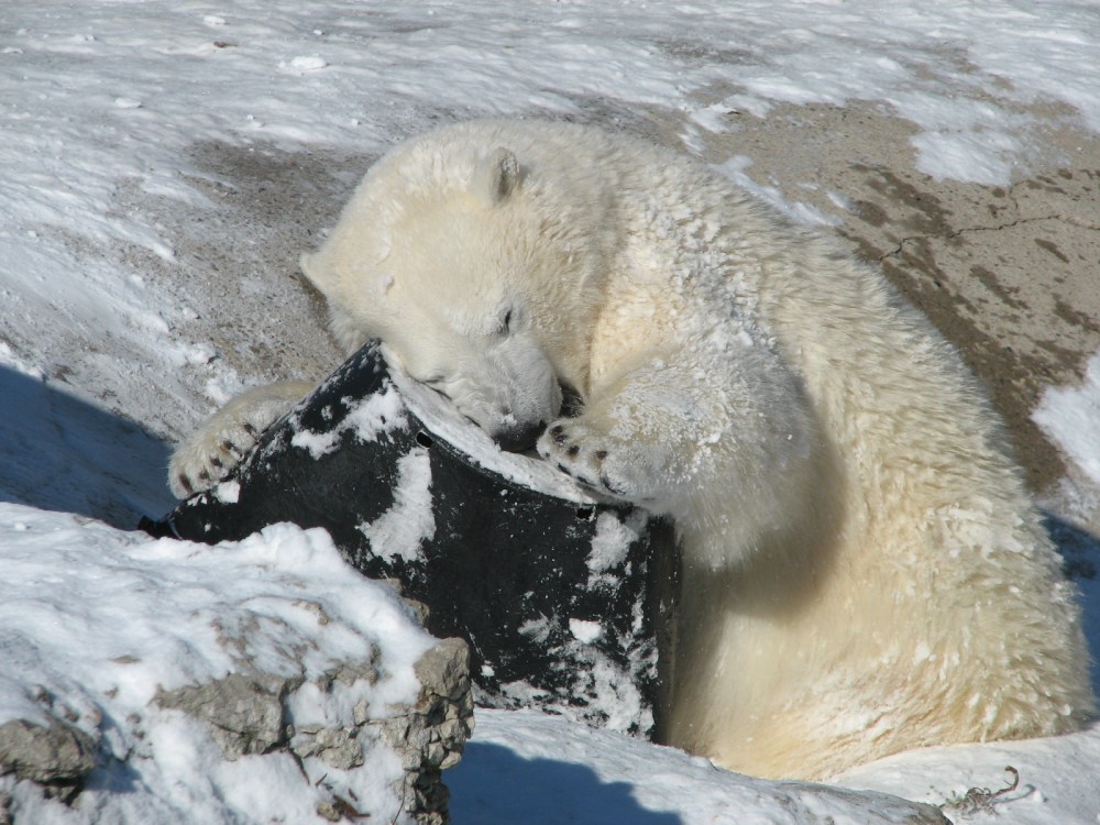 Hudson's Last Day January 2013 062 (2)