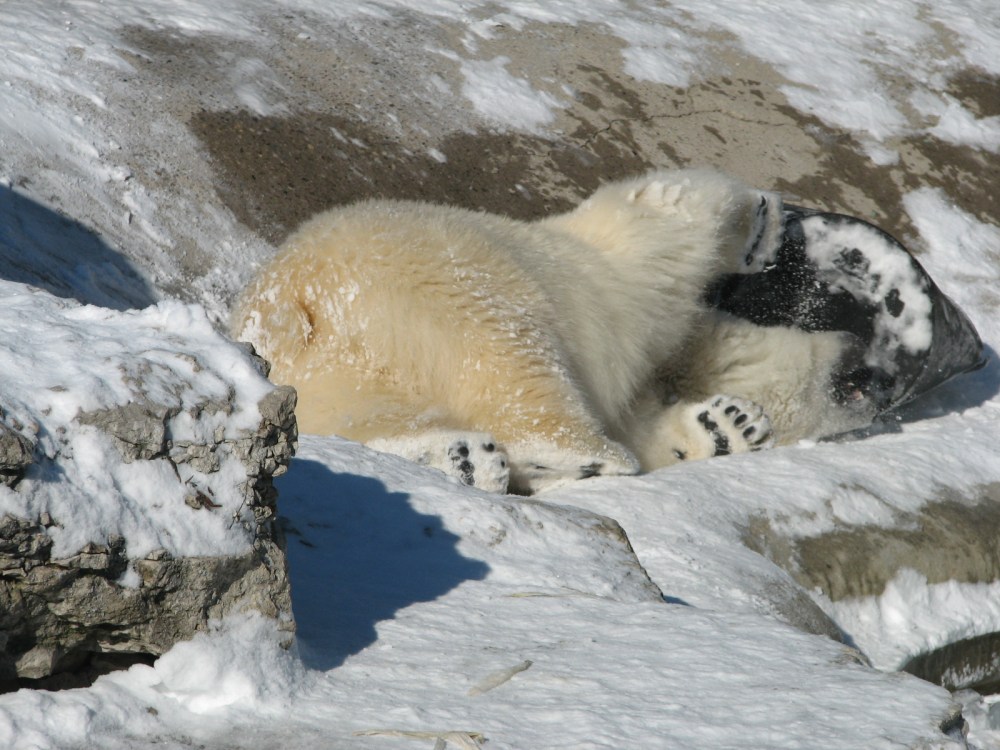 Hudson's Last Day January 2013 088 (2)
