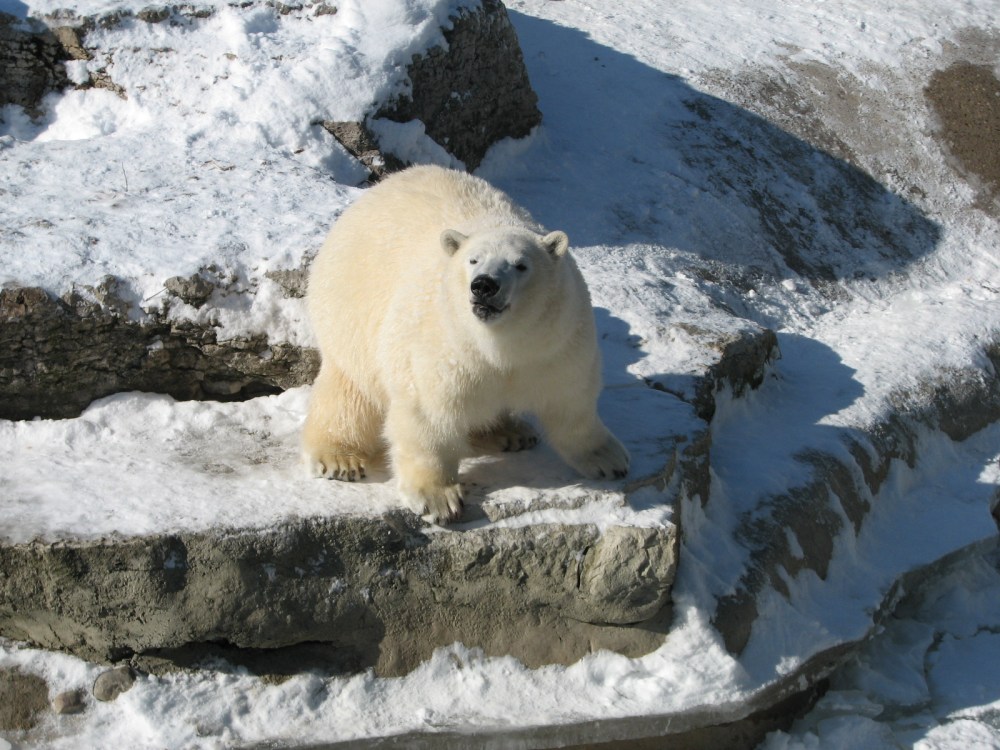 Hudson's Last Day January 2013 097 (2)