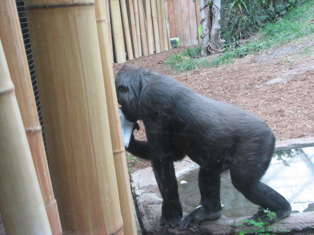 Hudson's Last Day January 2013 220 (2)