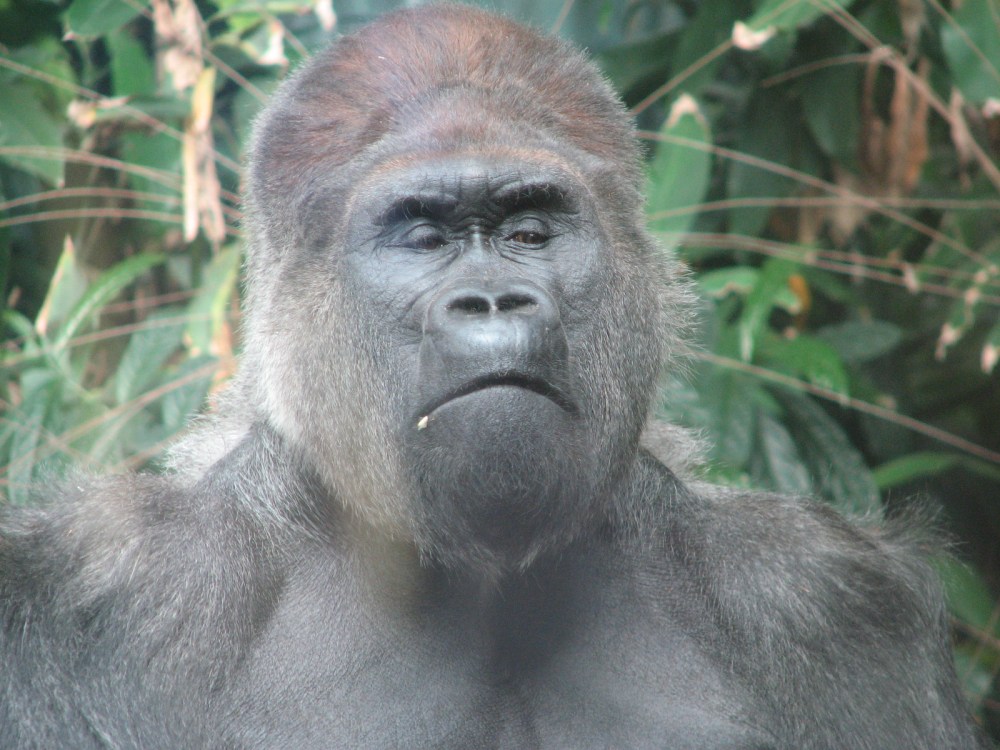 Hudson's Last Day January 2013 229 (2)