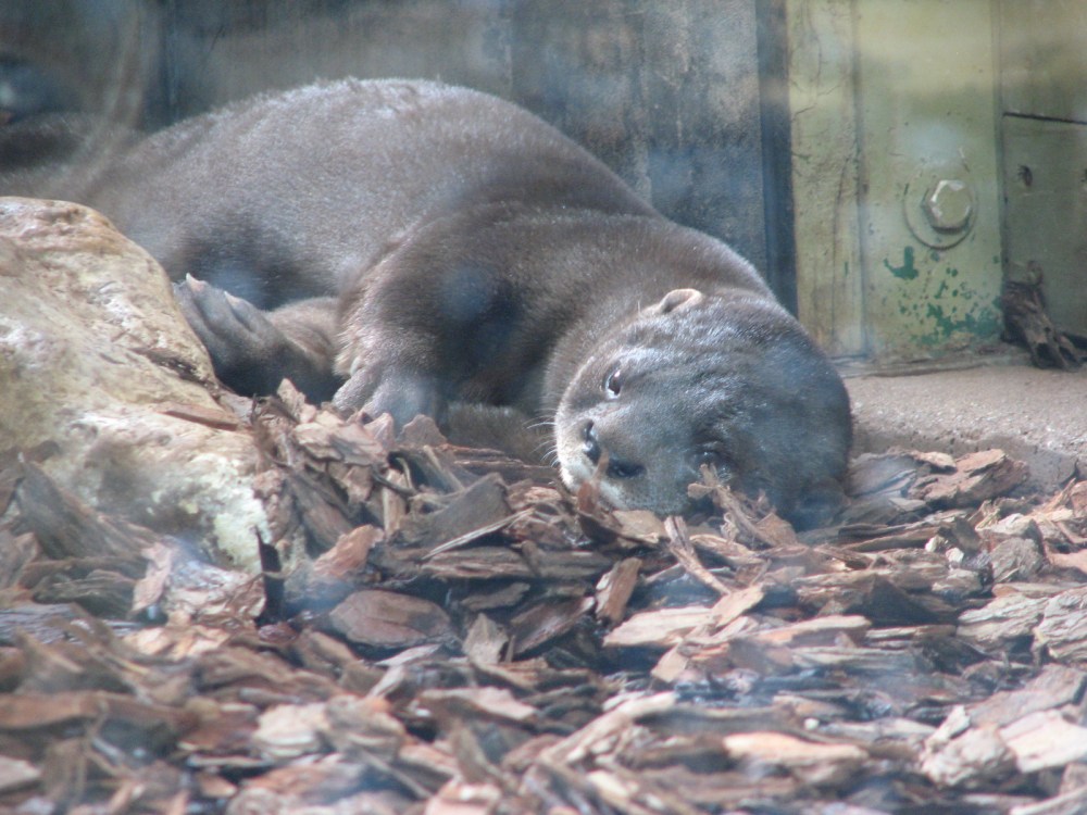 Hudson's Last Day January 2013 236 (2)