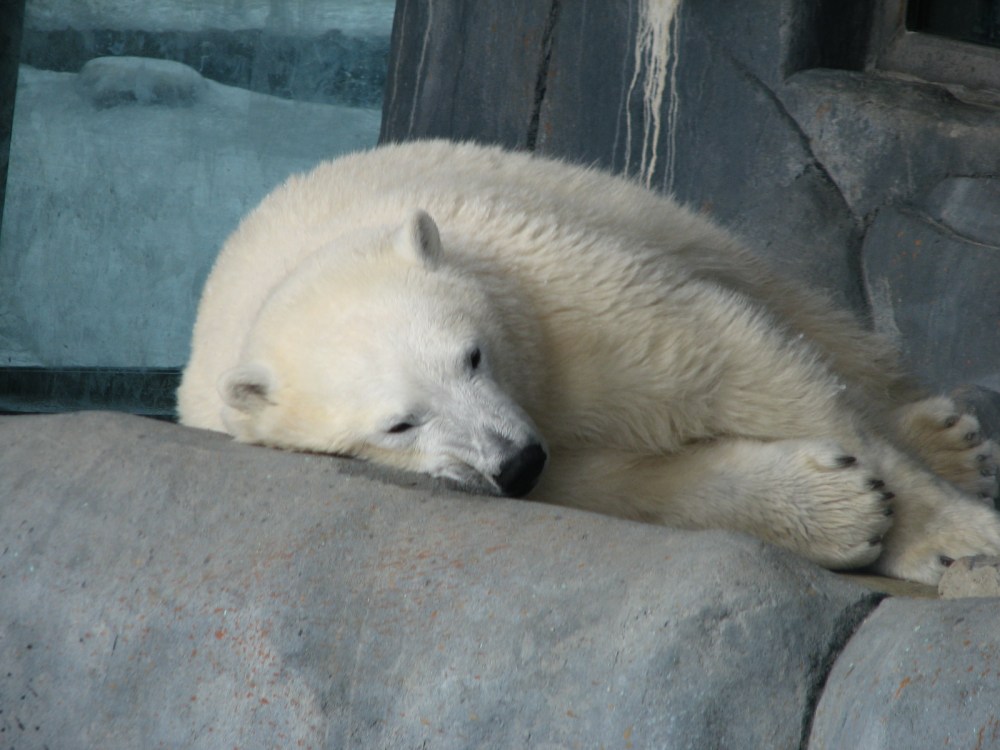 Hudson's Last Day January 2013 253 (2)