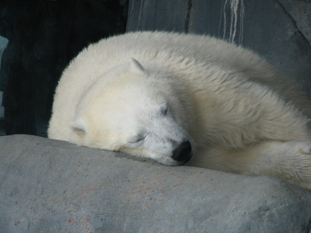 Hudson's Last Day January 2013 257 (2)