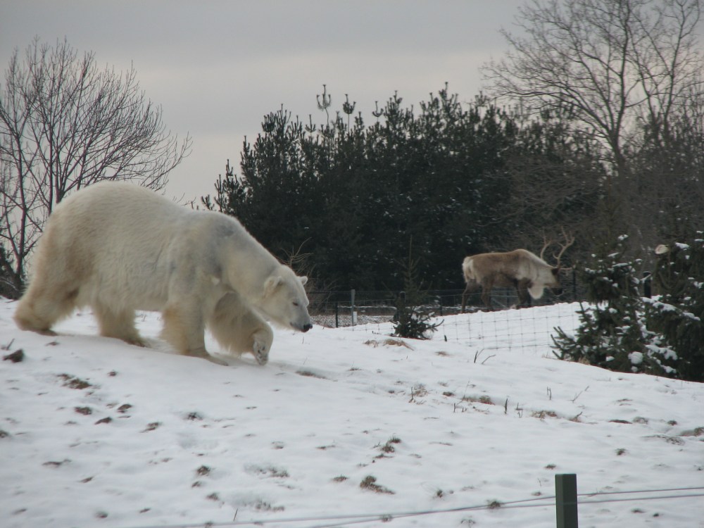 Hudson's mom, Aurora, and a reindeer