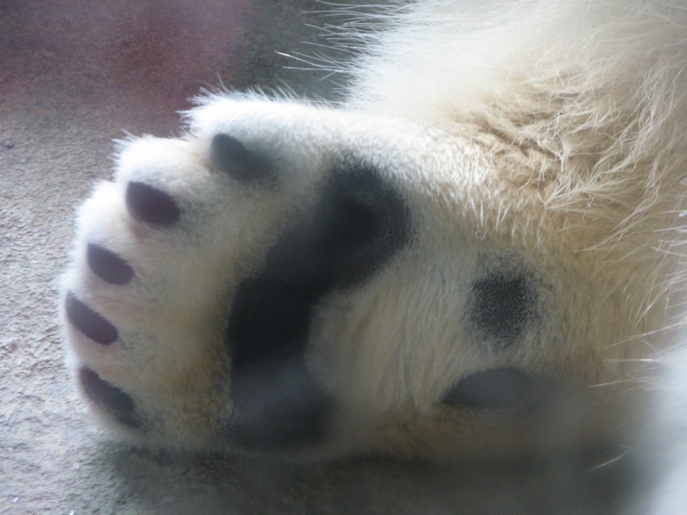 Hudson's Last Day January 2013 288 (2)