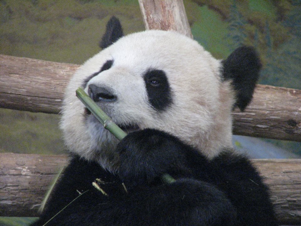 253336_10152840145400402_1225533285_n