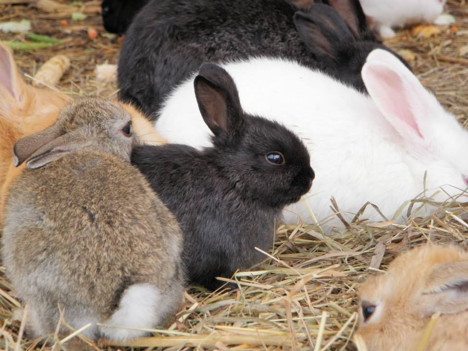 11391367_10155679141100402_7508258473128627136_n