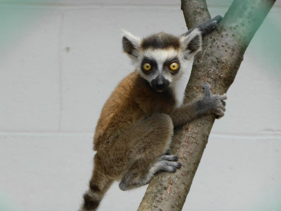 11393199_10155678069275402_6264805395995882799_n