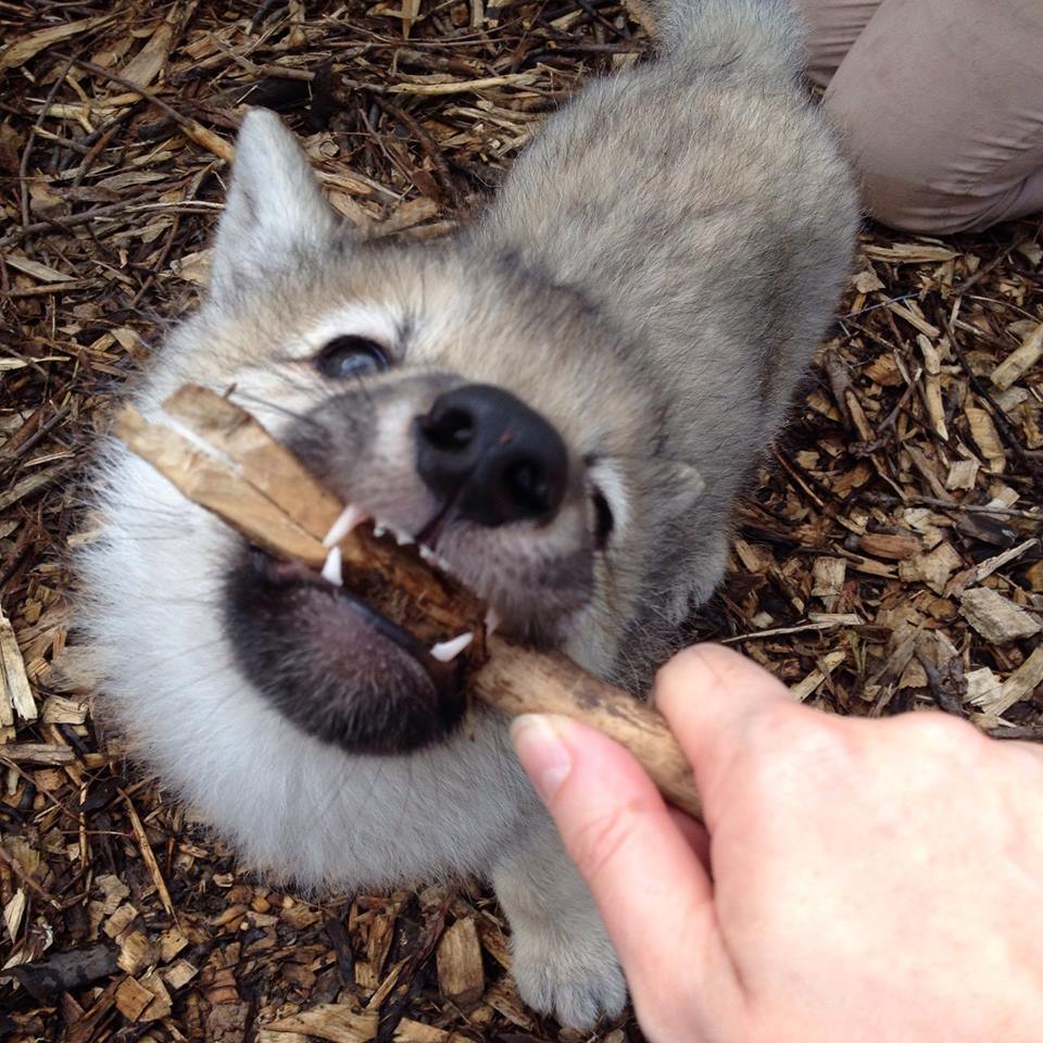 11421598_10155677194870402_734543714_n