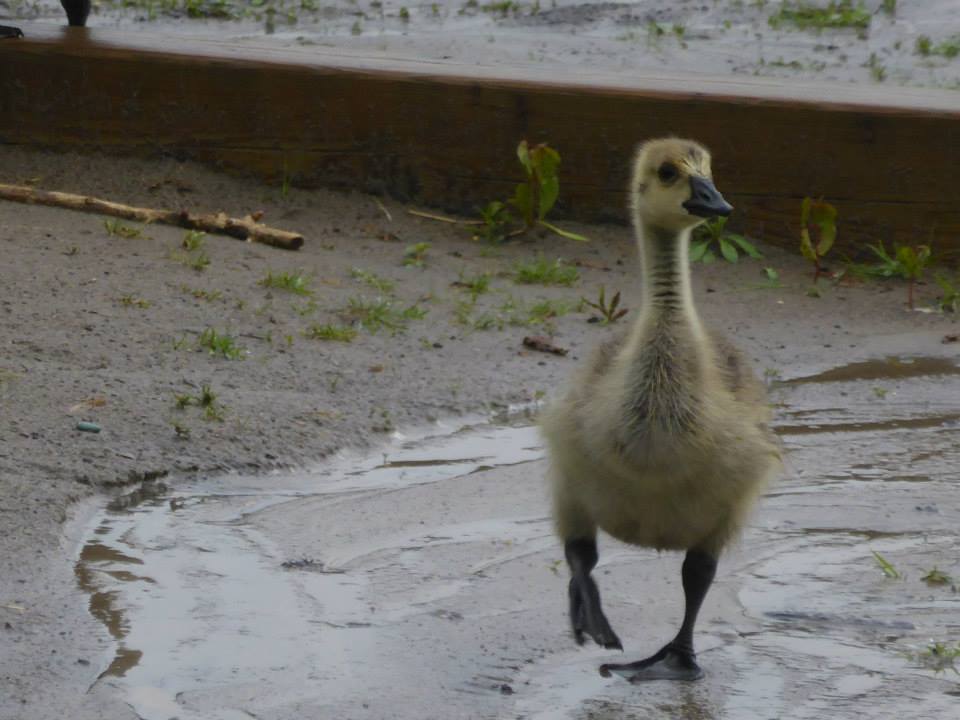 11427192_10155678065015402_3436489893408608726_n