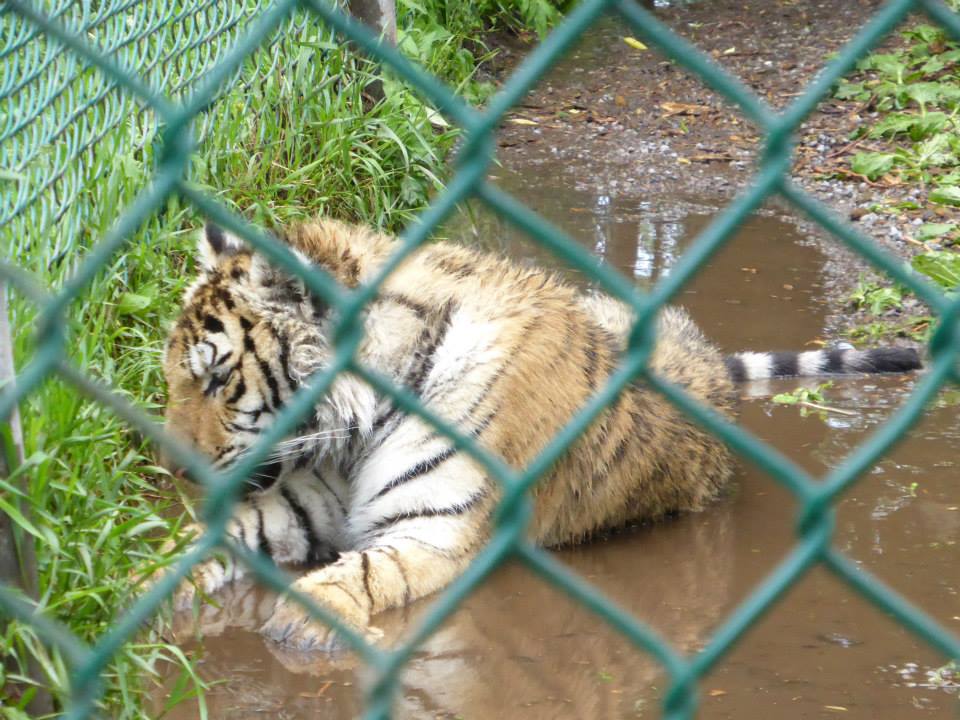 11430152_10155678066925402_5640762683418294190_n