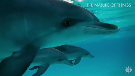 tnot_conversationwithdolphins_web_extra_001_2500kbps_620x350_775829571791