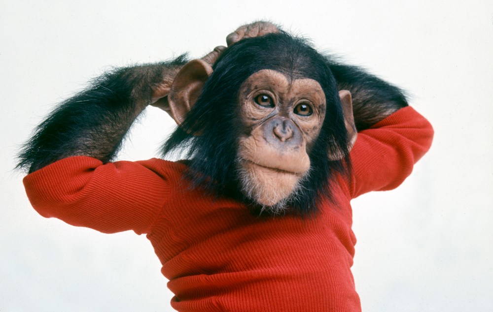 Project-Nim-Photo-by-Harry-Benson