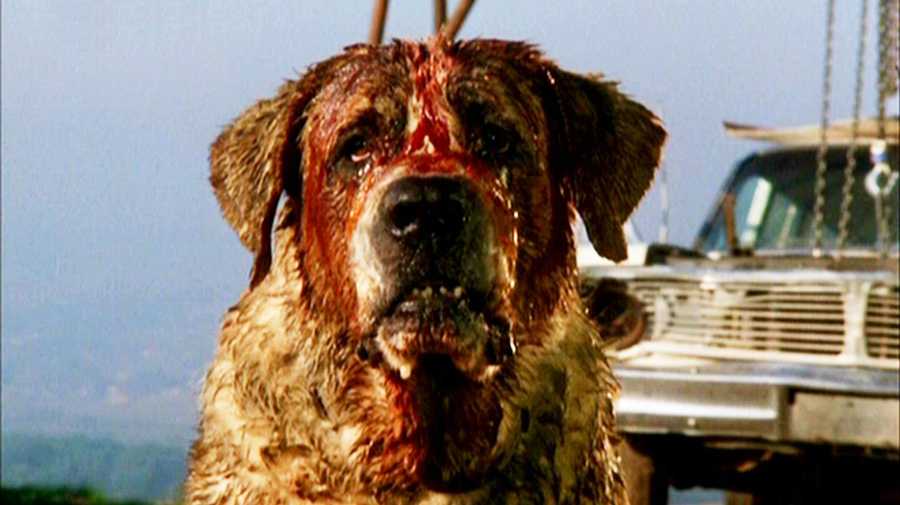 cujo