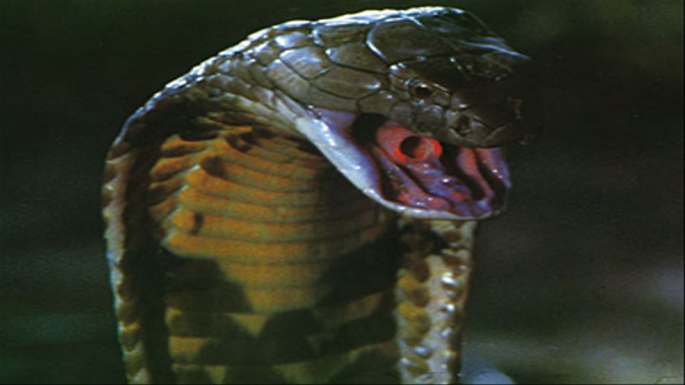 kingcobra